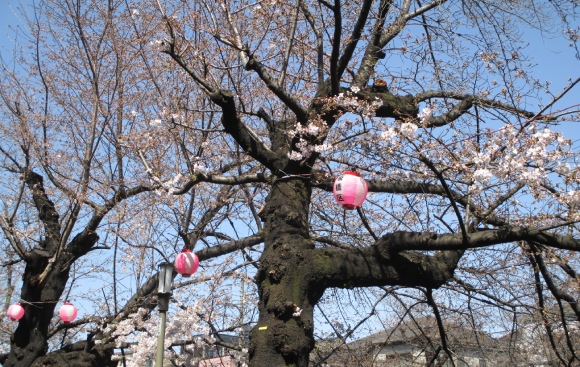 【2024年なかいたさくら便り】3月31日の桜