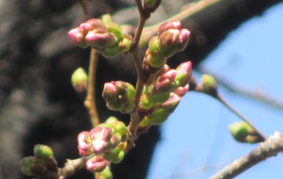 【2024年なかいたさくら便り】3月18日の桜