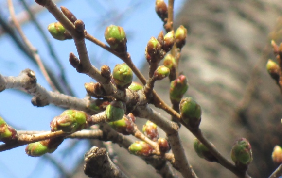 【2024年なかいたさくら便り】3月16日の桜