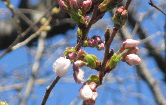 【2024年なかいたさくら便り】3月22日の桜