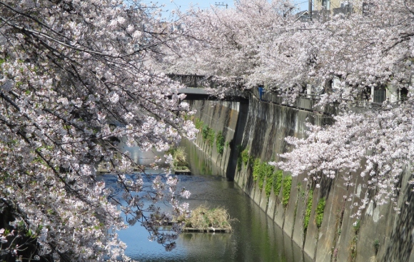 【2024年なかいたさくら便り】4月10日の桜