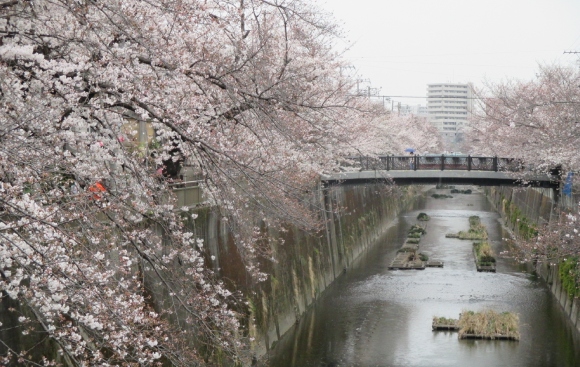 【2024年なかいたさくら便り】4月3日の桜