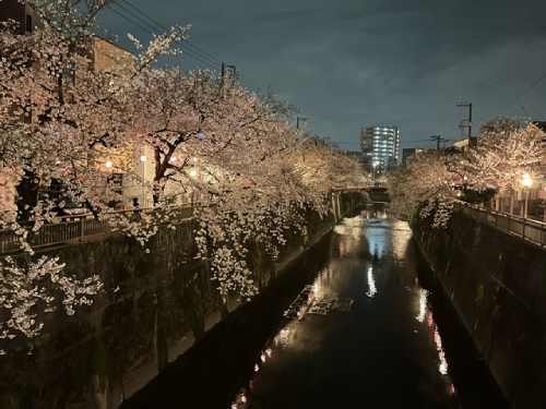 【2024年なかいたさくら便り】番外編　4月6日の夜桜