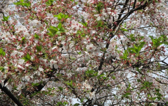 【2024年なかいたさくら便り】4月11日の桜