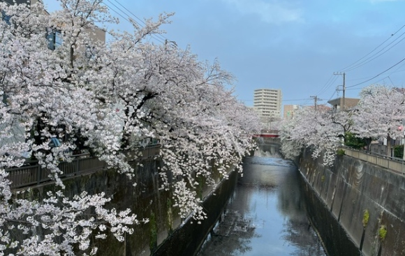 【2024年なかいたさくら便り】4月8日の桜