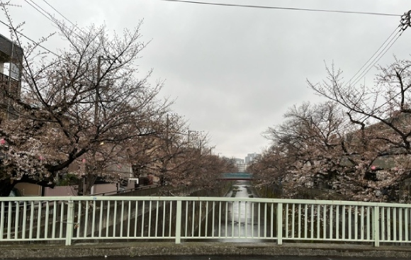 【2024年なかいたさくら便り】4月1日の桜