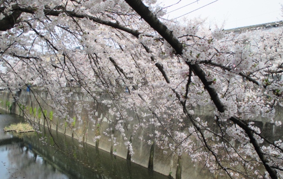 【2024年なかいたさくら便り】4月7日の桜