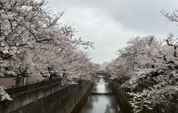 【2024年なかいたさくら便り】4月5日の桜