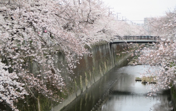 【2024年なかいたさくら便り】4月6日の桜