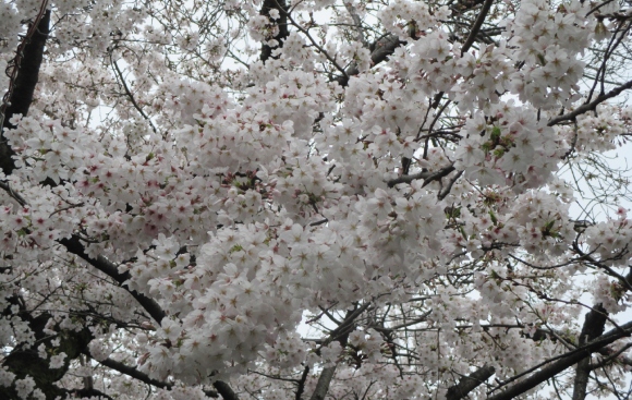 【2024年なかいたさくら便り】4月4日の桜