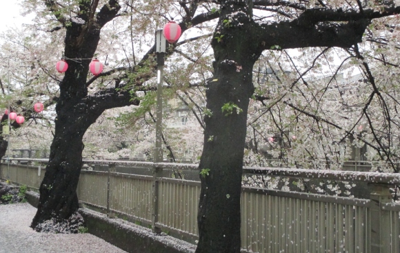 【2024年なかいたさくら便り】4月9日の桜