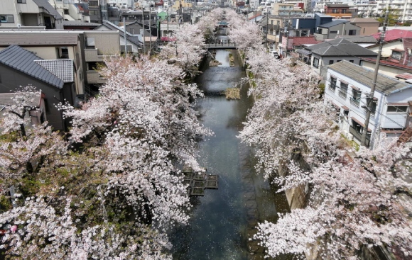 【2024年なかいたさくら便り】4月12日の桜