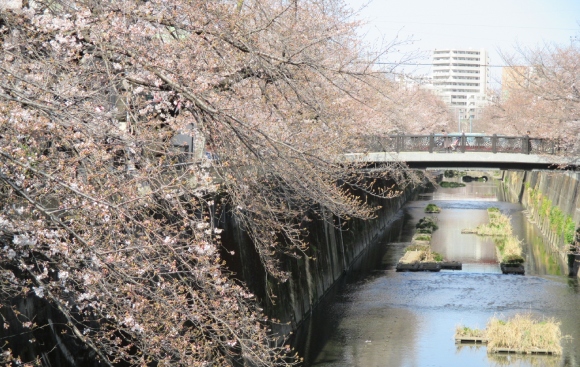 【2024年なかいたさくら便り】4月2日の桜