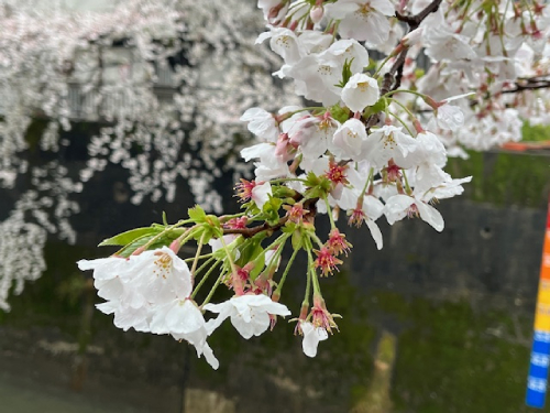 【2025年 なかいたさくら便り】4月2日の桜