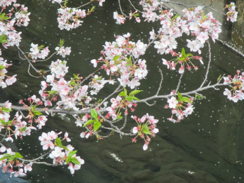 【2025年 なかいたさくら便り】4月8日の桜