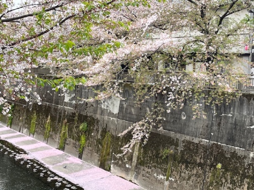 【2025年 なかいたさくら便り】4月10日の桜