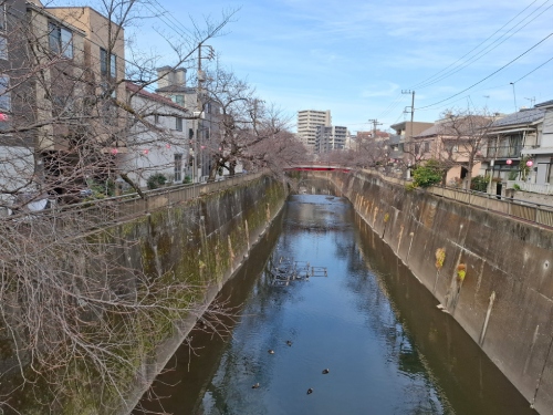 【2026年 なかいたさくら便り】2月28日の桜
