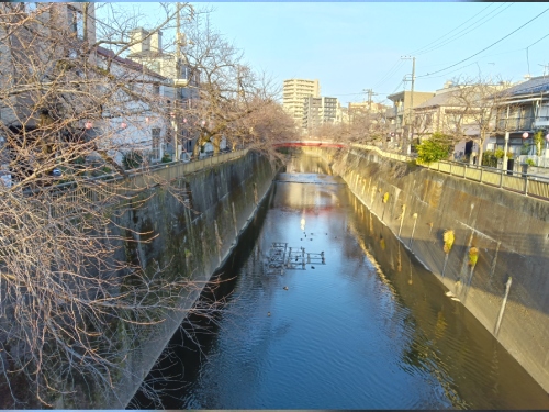 【2026年 なかいたさくら便り】3月1日の桜
