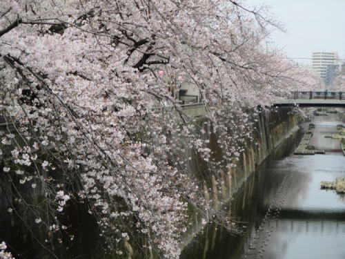 【2026年 なかいたさくら便り】3月30日の桜