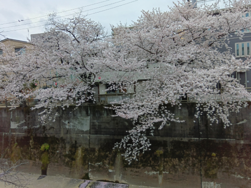 【2026年 なかいたさくら便り】3月31日の桜